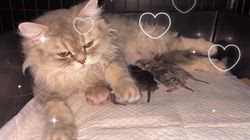 のブログ：お待たせ致しました💕姫ちゃんの子猫ちゃん産まれてます👶