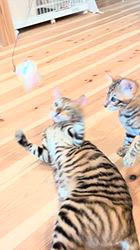 竹田昭子ブリーダーのブログ：ママと一緒🐾