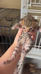 石川沙菜美ブリーダーのブログ：ベンガル子猫ちゃん産まれてます🐯💕