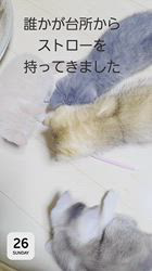 小松成治ブリーダーのブログ：なんでもおもちゃ