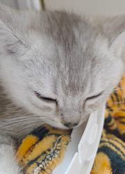 小松成治ブリーダーのブログ：この音は？