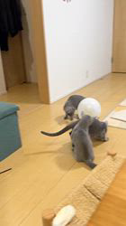 大友直子ブリーダーのブログ：冬の風物詩？