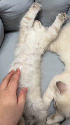 高久正基ブリーダーのブログ:へそ天で爆睡中