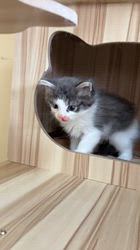 のブログ：新顔　こねこちゃんの紹介