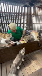 山井龍己ブリーダーのブログ：猫ブリーダーのお昼休憩♪