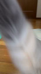 山井龍己ブリーダーのブログ：三毛猫ちゃん♪