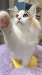 山井龍己ブリーダーのブログ：三毛猫ちゃん♪