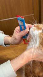 山井龍己ブリーダーのブログ：猫に薬を飲ませるコツ♪