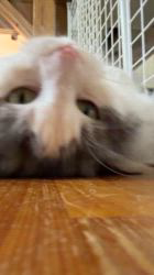 山井龍己ブリーダーのブログ：パパ猫ウエ君♪