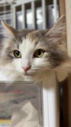 山井龍己ブリーダーのブログ：シャロンちゃん♪