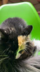 山井龍己ブリーダーのブログ：キメラカラ－のカエデちゃん♪