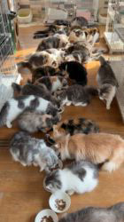 山井龍己ブリーダーのブログ：たくさん召し上がれ♪