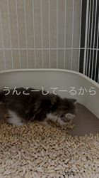 山井龍己ブリーダーのブログ：「１人でできるもん♪」