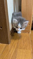 山井龍己ブリーダーのブログ：生後35日の天使♪