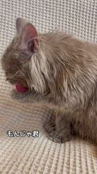 篠原弘子ブリーダーのブログ：もんじゃ君