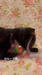 篠原弘子ブリーダーのブログ：1番お兄ちゃんになってしまいました🐈‍⬛カルーア君