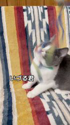 篠原弘子ブリーダーのブログ：ブルーアンドホワイトのいづる君