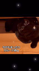 篠原弘子ブリーダーのブログ：黒猫　カルーア君