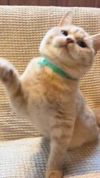 篠原弘子ブリーダーのブログ：珍しいクリーム色のラウール君💛