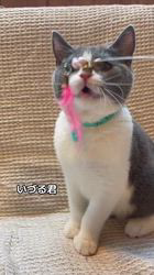 篠原弘子ブリーダーのブログ：いづる君　去勢済みました！