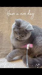 篠原弘子ブリーダーのブログ：王道ブリティッシュブルーのオールマイト君