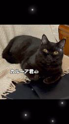 篠原弘子ブリーダーのブログ：貫禄出てきました　カルーア君