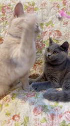 篠原弘子ブリーダーのブログ：ラウール　いろは