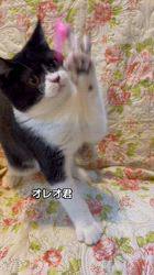 篠原弘子ブリーダーのブログ：オレオ君