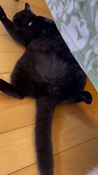 篠原弘子ブリーダーのブログ：カルーア君