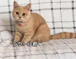 篠原弘子ブリーダーのブログ：クリーム色のラウール君
