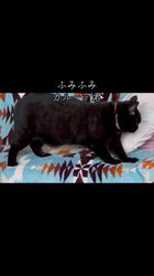 篠原弘子ブリーダーのブログ：カルーア君