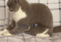 のブログ：人気のライラックホワイト　ういろう君