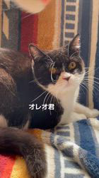 のブログ：オレオ君