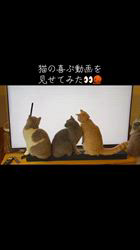のブログ：動画で遊ぶ猫たち