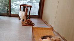 西角順子ブリーダーのブログ：子猫たち、わちゃわちゃ
