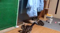 西角順子ブリーダーのブログ：子猫たち、わちゃわちゃ