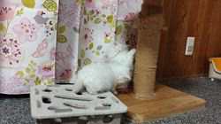 西角順子ブリーダーのブログ：ホワイト三兄妹、すくすく成長中💕