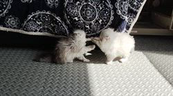 西角順子ブリーダーのブログ：日だまりの中で遊ぶチビ〜ズ☀️