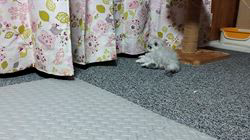 のブログ：チビちゃん達、活発に💨💨💨