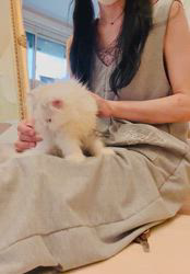 水木由佳ブリーダーのブログ：お爪切り♡