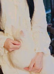 水木由佳ブリーダーのブログ：シフォン君❤︎