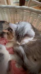 水木由佳ブリーダーのブログ：素敵なご家族様が決まりました♡幸せになってね♡