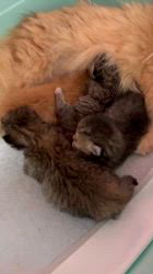 木村あゆみブリーダーのブログ：ミヌエットの子猫たち💕