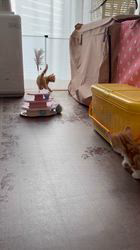 木村あゆみブリーダーのブログ：マンチカンの子猫たち💕