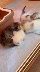 木村あゆみブリーダーのブログ：ミヌエットの子猫たち💕