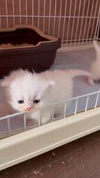 木村あゆみブリーダーのブログ：顔から‥