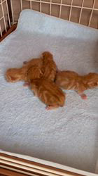 木村あゆみブリーダーのブログ：マンチカンの子猫たち💕