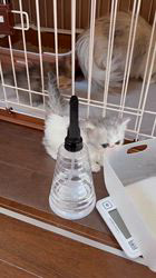 木村あゆみブリーダーのブログ：走り去る姿が、、、