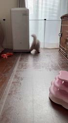 木村あゆみブリーダーのブログ：お残ししました💕