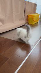 木村あゆみブリーダーのブログ：ミヌエットの女の子💕